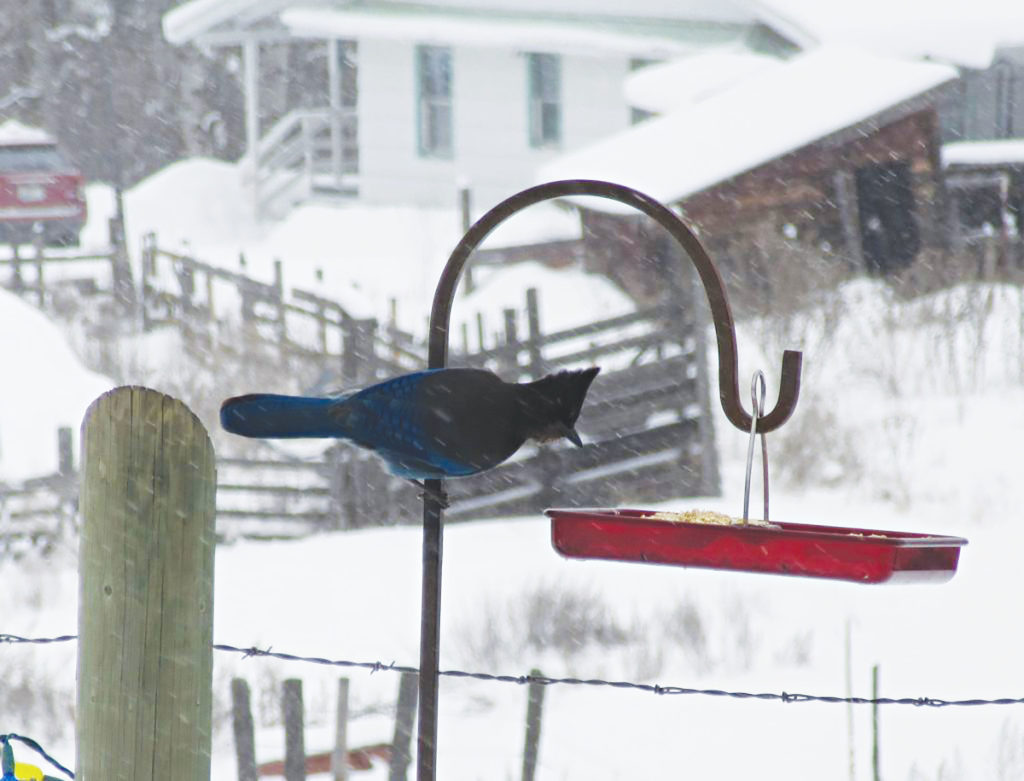 Keeping the bird feeders full is not an obligation for me. It is pure pleasure. This Stellar Jay and his companion just make my day! Woodpeckers, Flickers, Quail, Black Capped Chickadees. Come one and all for our Buffet Breakfast!