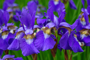iris blossoms